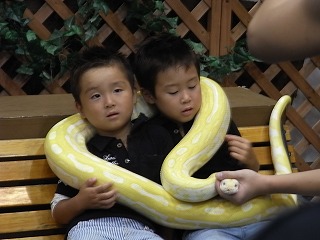 クビにヘビを巻きたい ゴンザの園